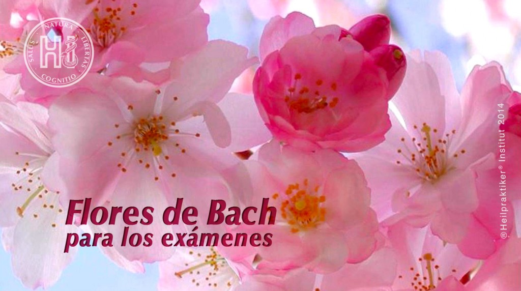Flores de Bach para los exámenes